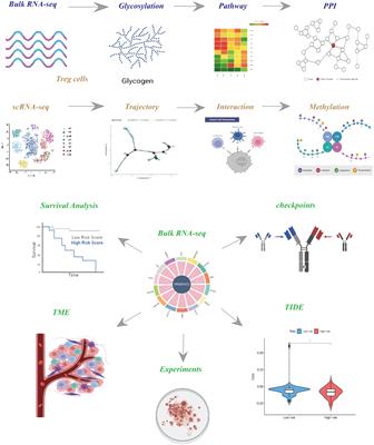 Comprehensive investigation into the influence of glycosylation on head and neck squamous cell carcinoma and development of a prognostic model for risk assessment and anticipating immunotherapy